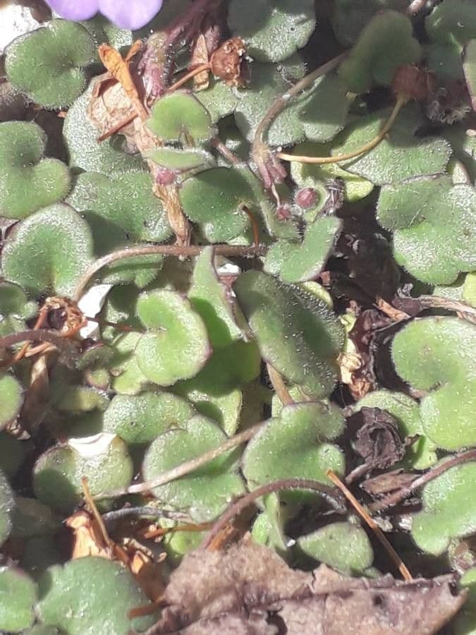 Cymbalaria pallida 12