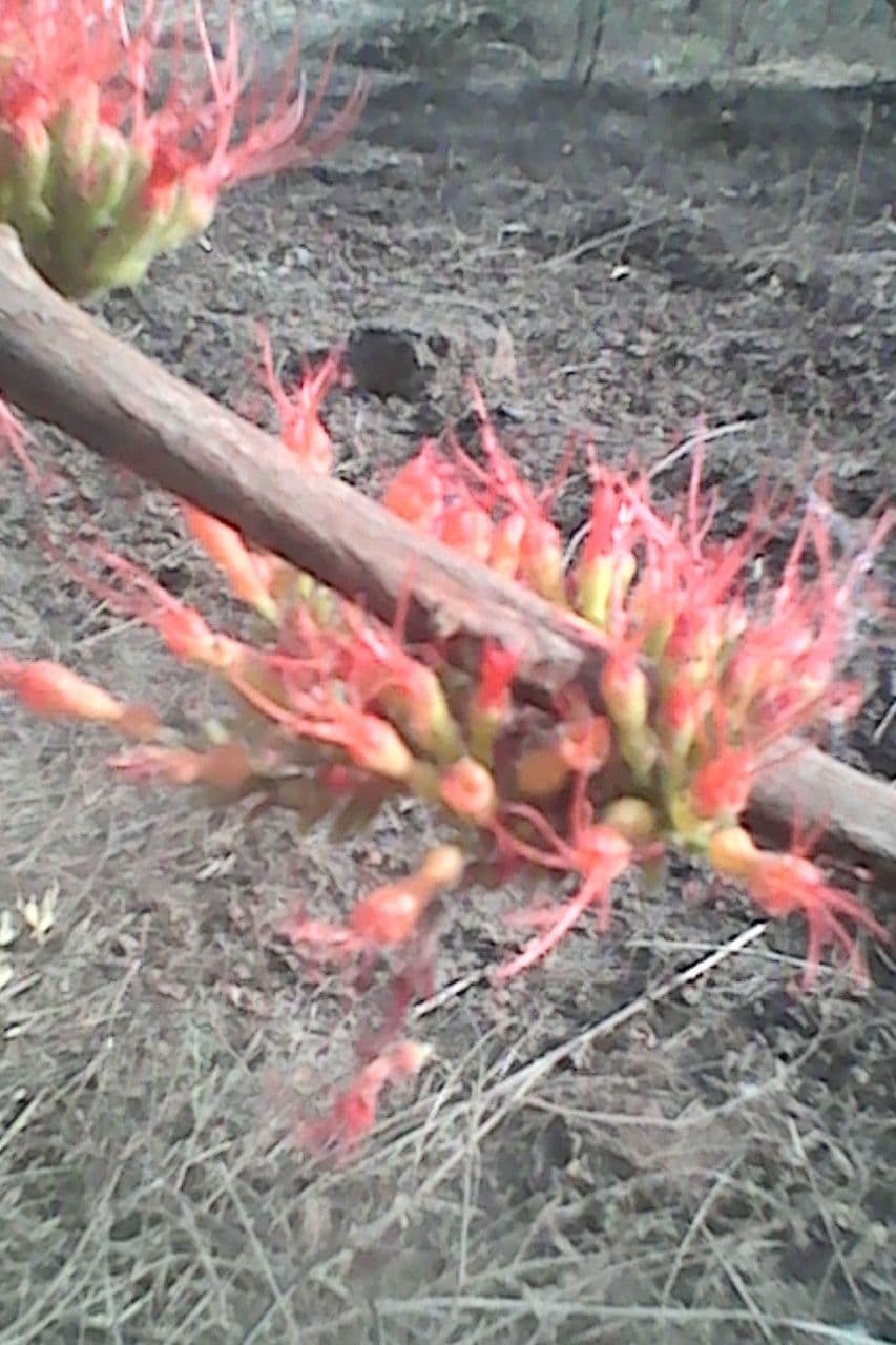 Combretum paniculatum 18