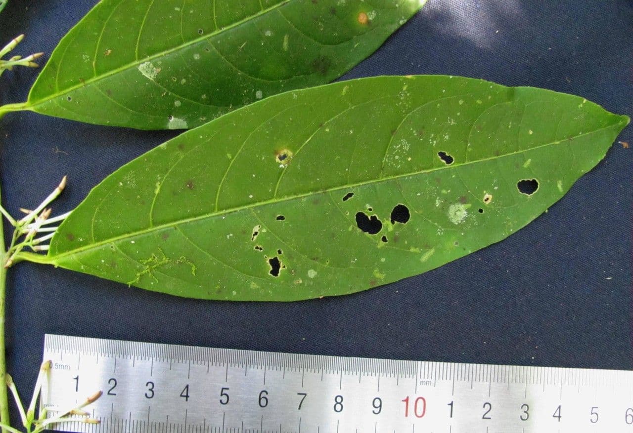 Cestrum 17