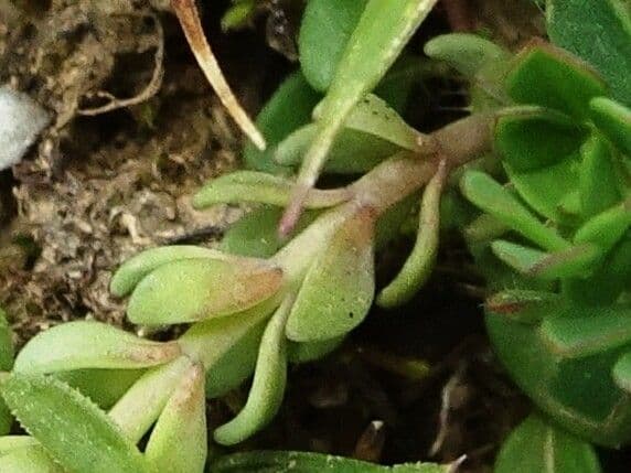 Linaria alpina 20