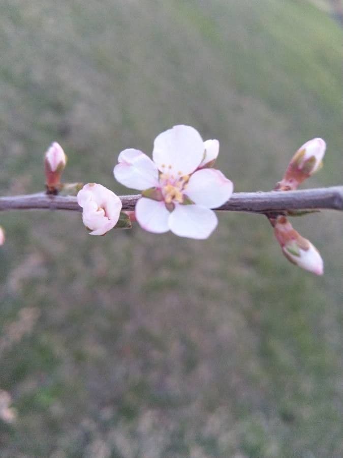 Prunus tomentosa 8