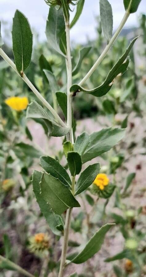 Grindelia 4