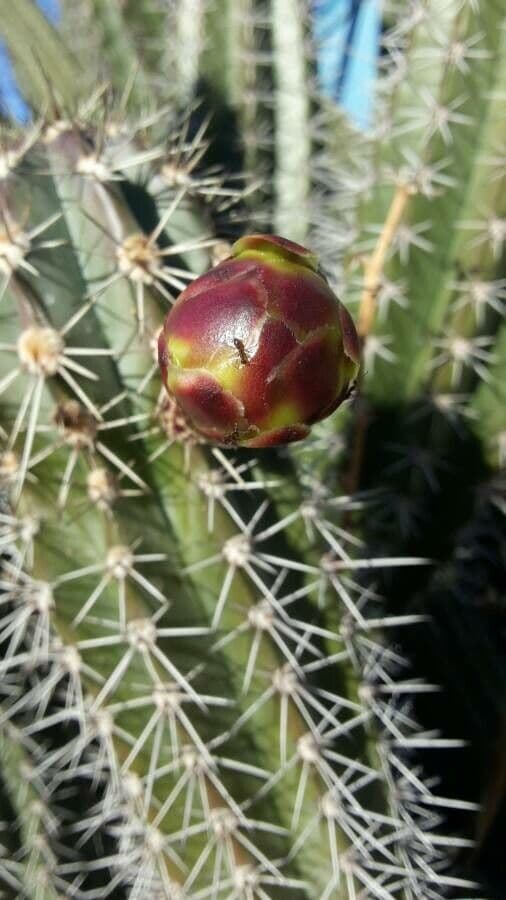 Cactus organo 5