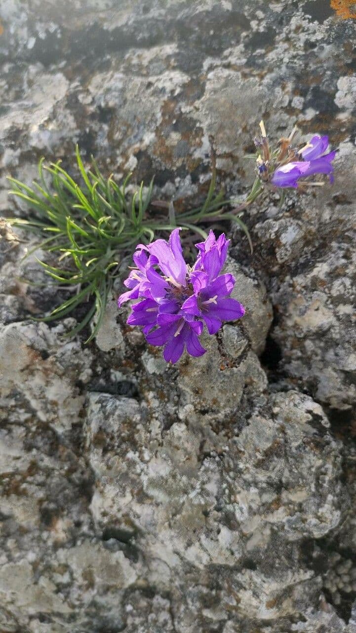 Grasblättrige Glockenblume 5