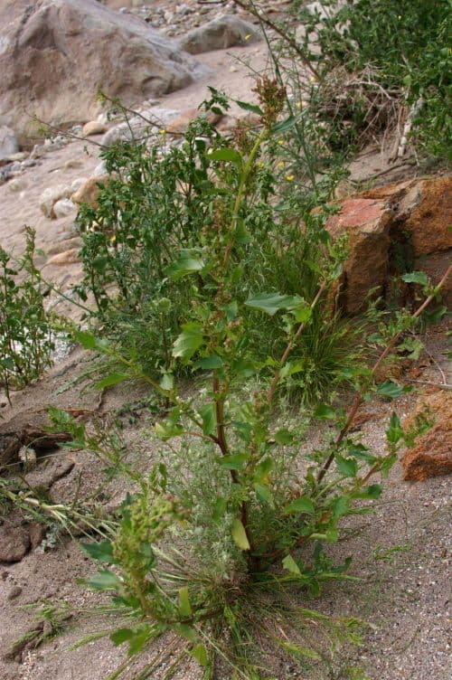 Chenopodium berlandieri 9
