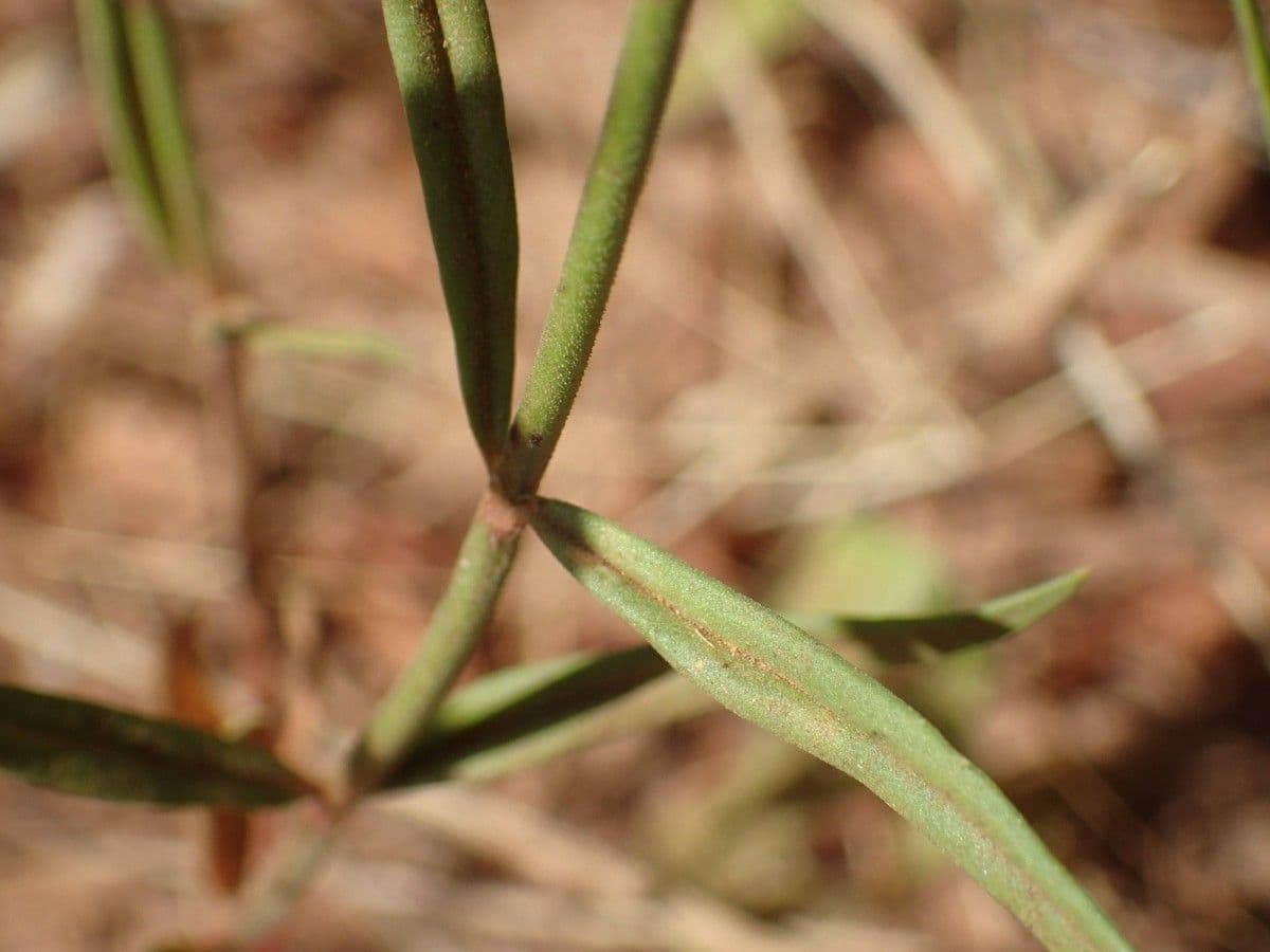 Kohautia 8