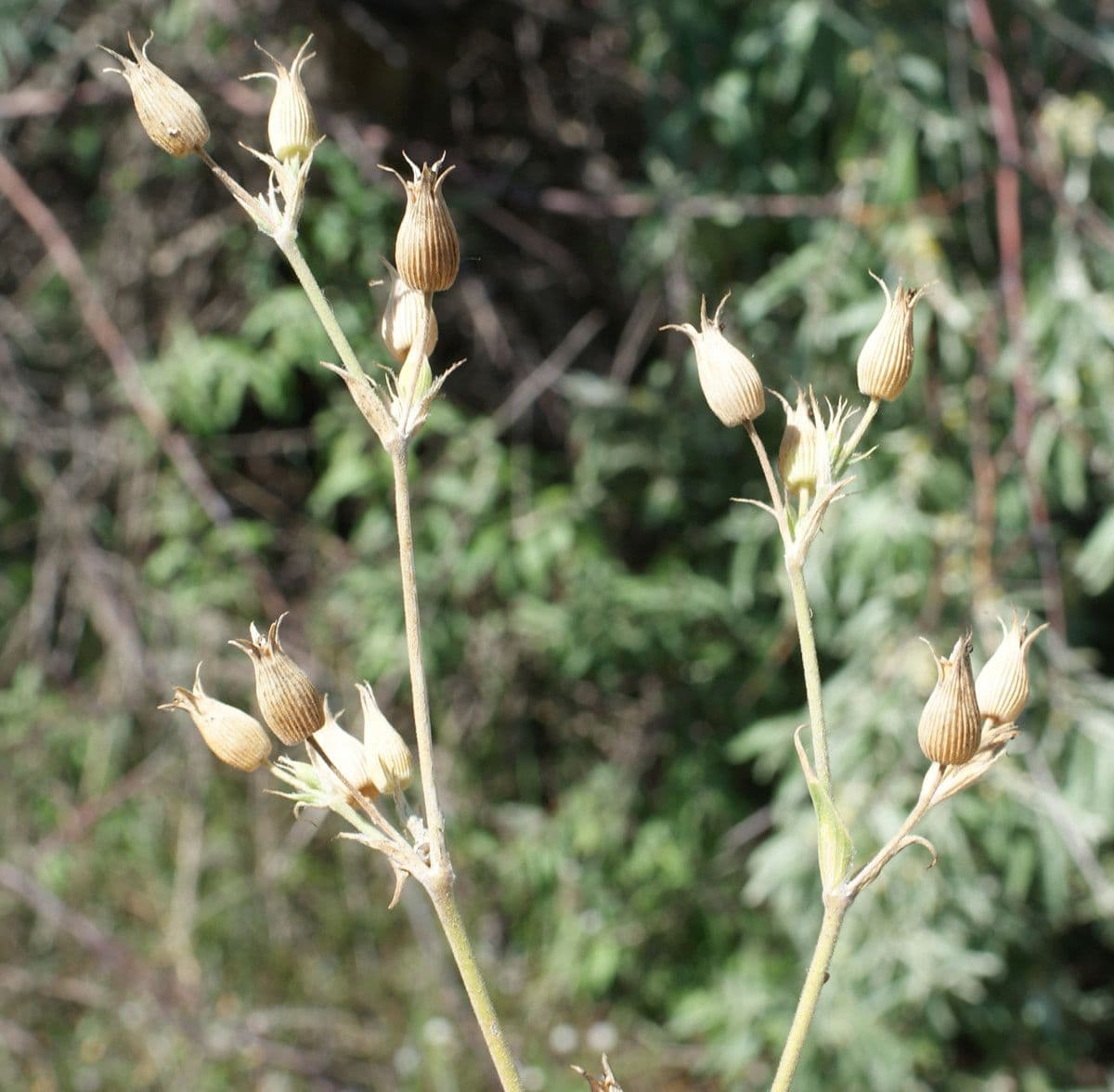 Silene conica 3
