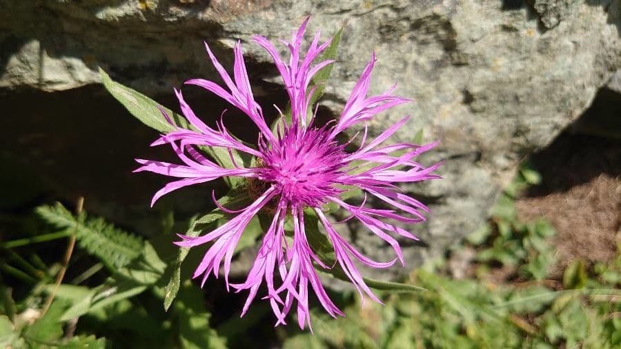 Centaurea nervée 12
