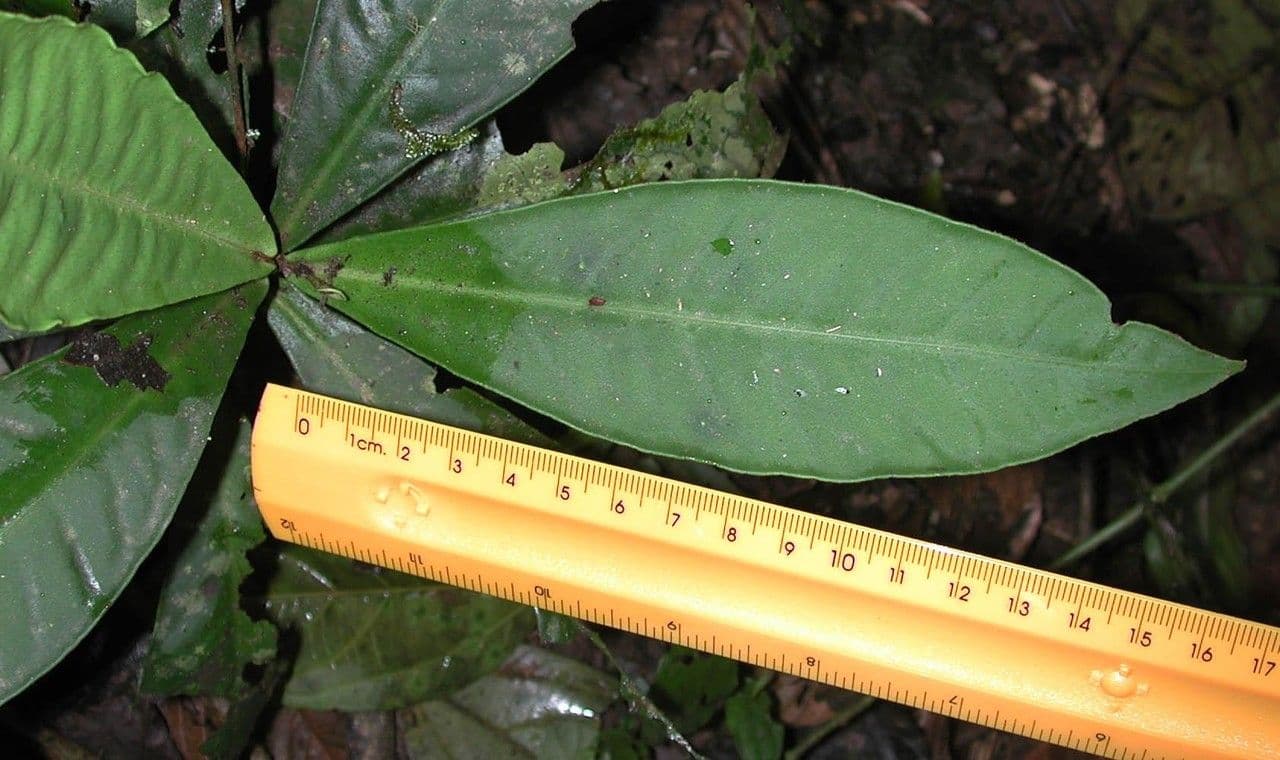 Hymenandra 7