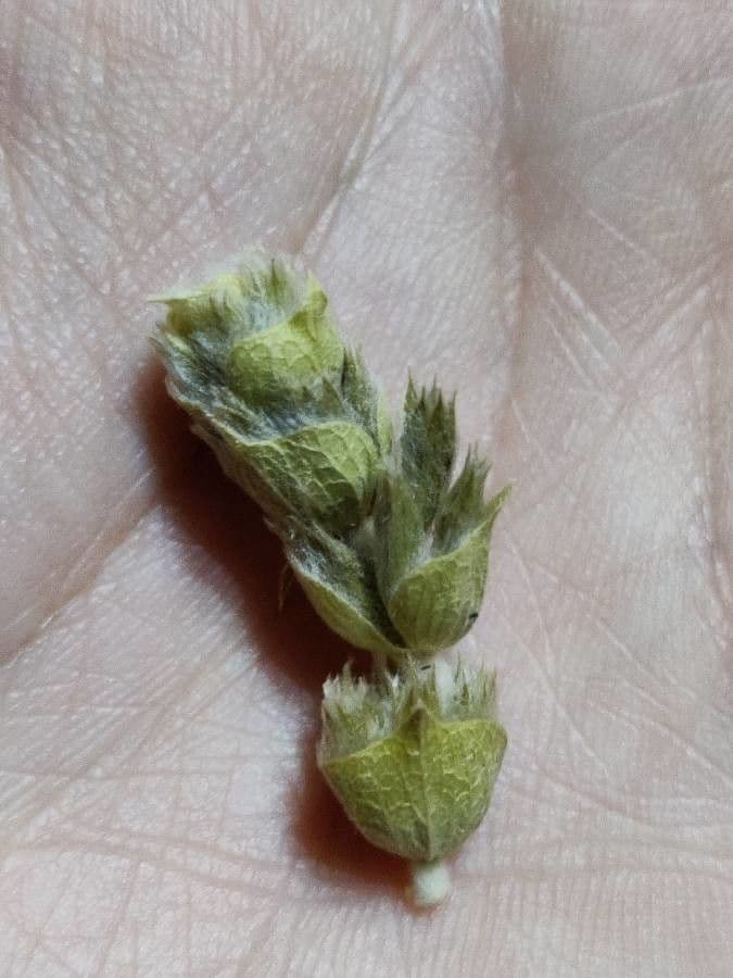 Sideritis syriaca 18