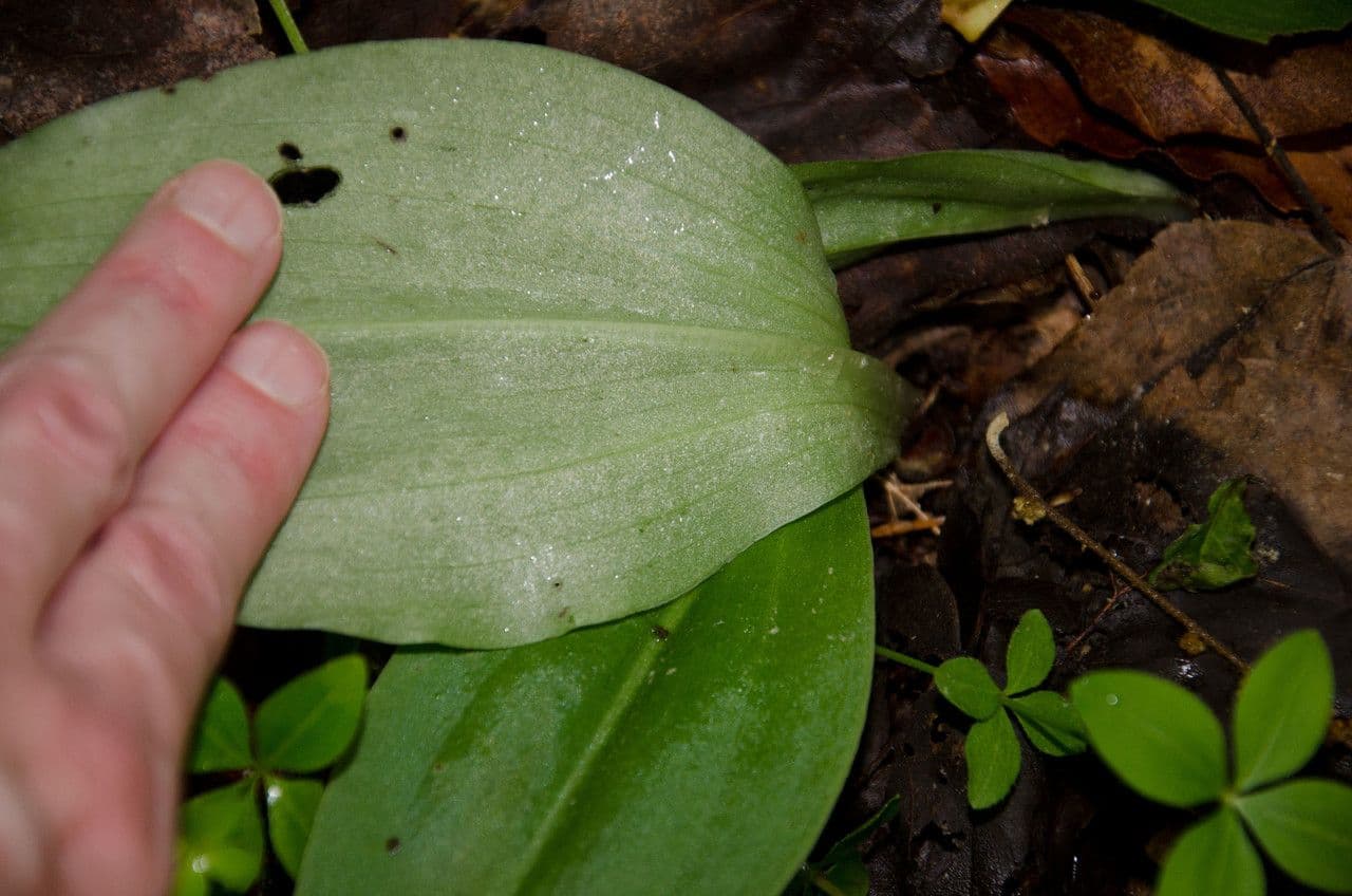 Galearis spectabilis 7