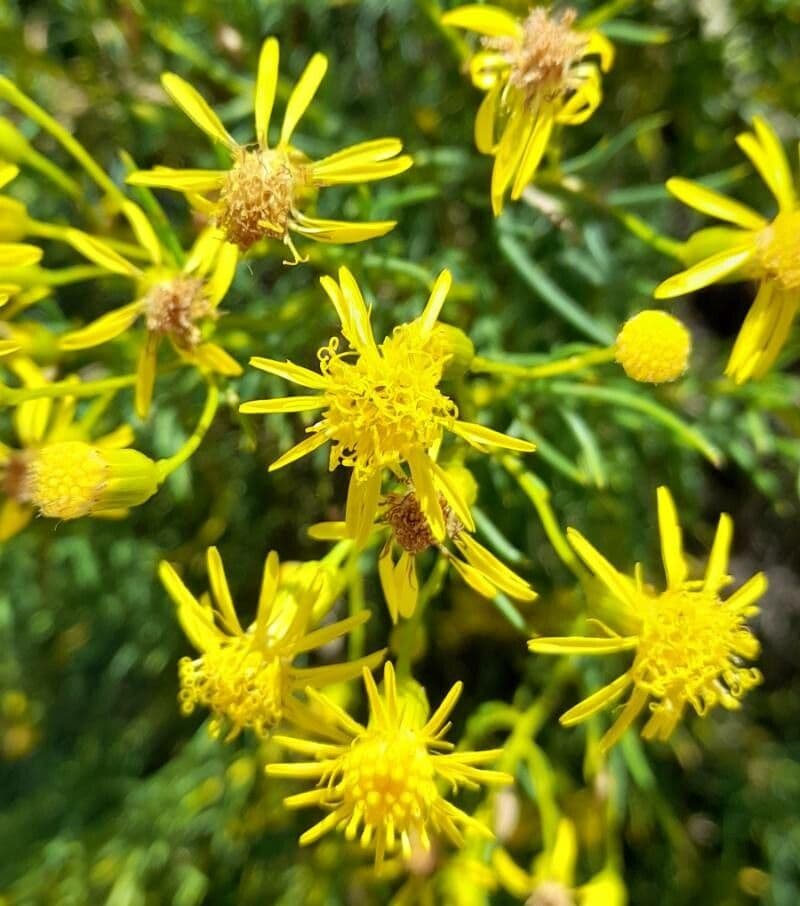 Senecione