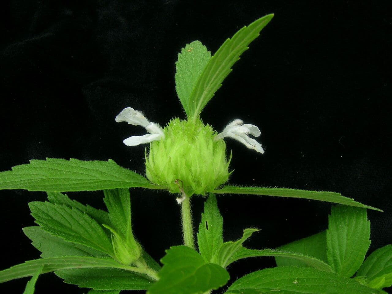 Leucas 5