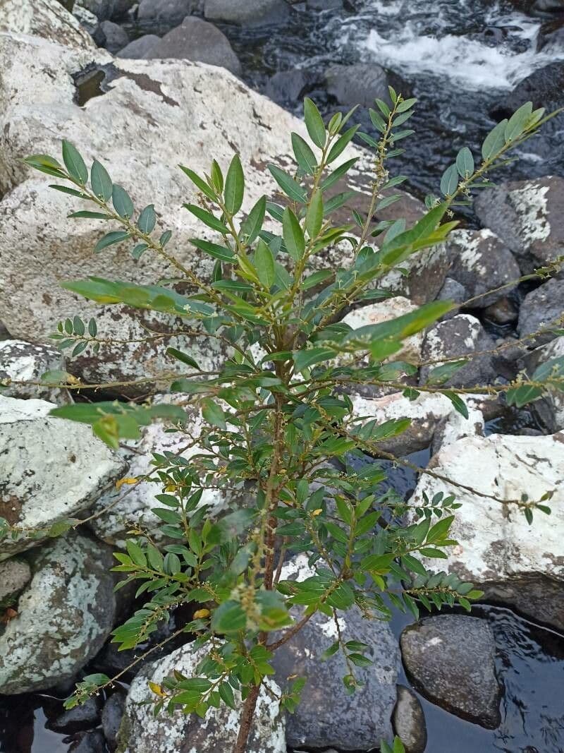 Phyllanthus 7
