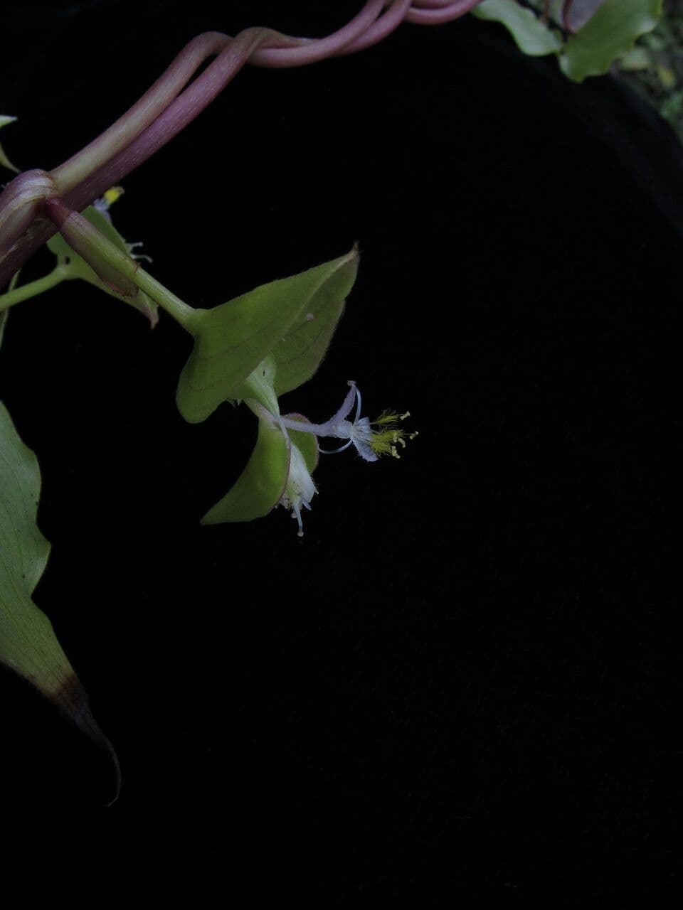 Streptolirion volubile 10