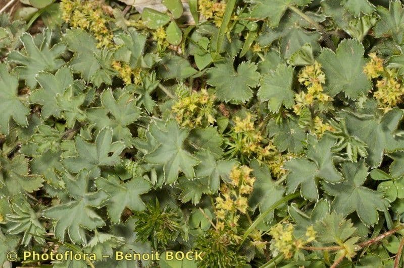 Alchemilla 7
