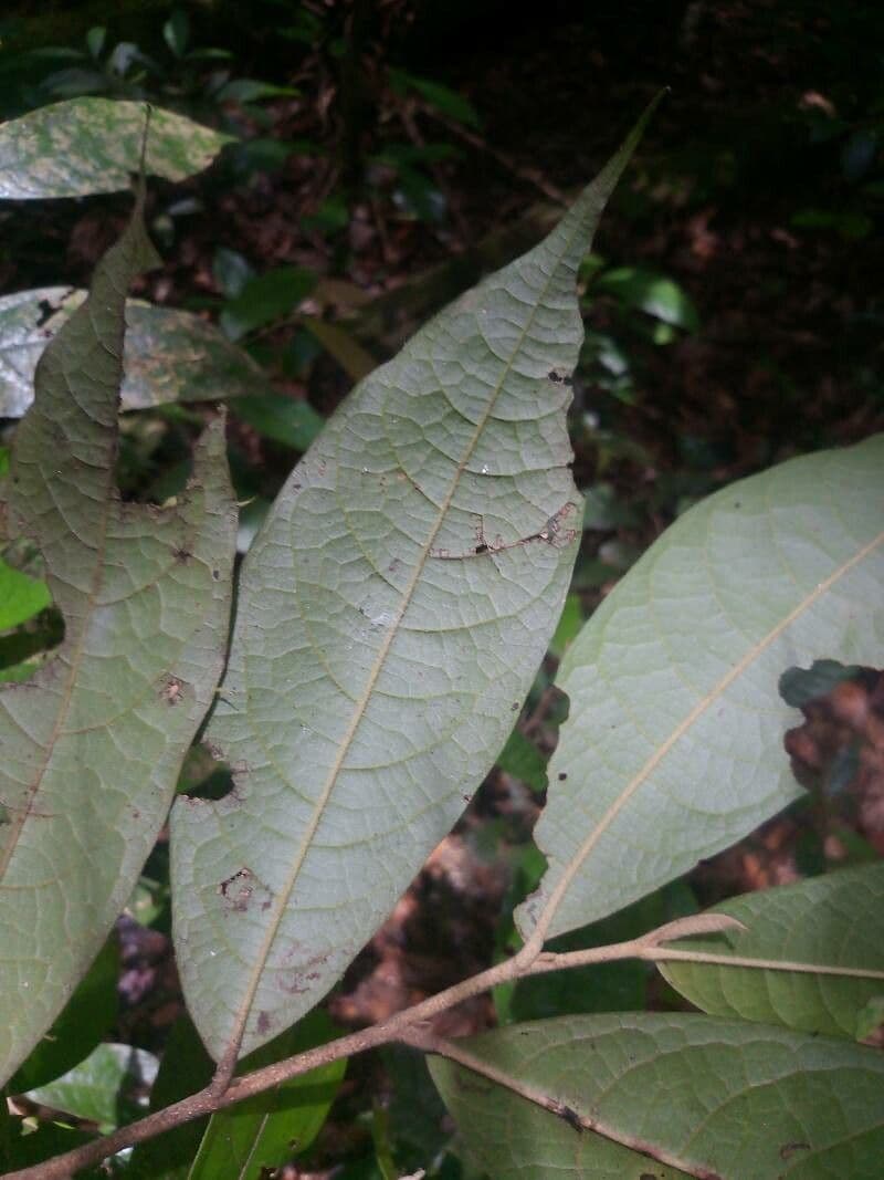 Duguetia 3