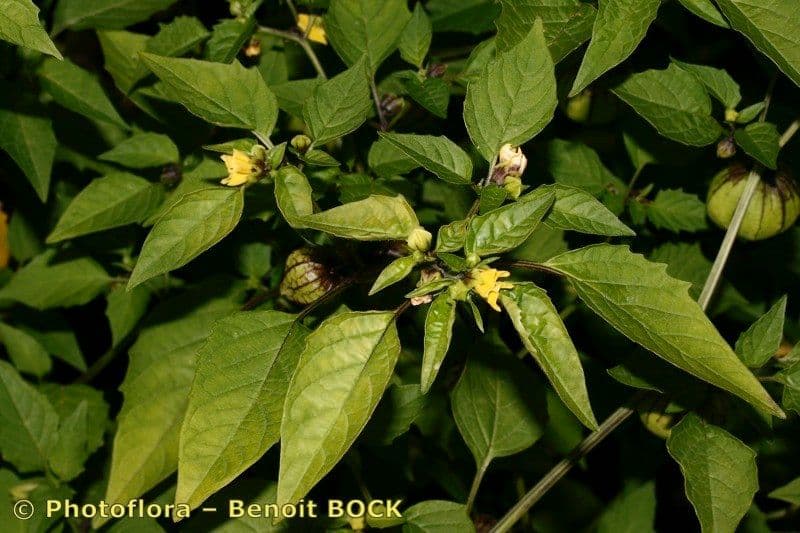 Moruše physalis 15