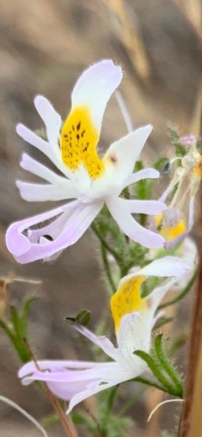 Schizanthus