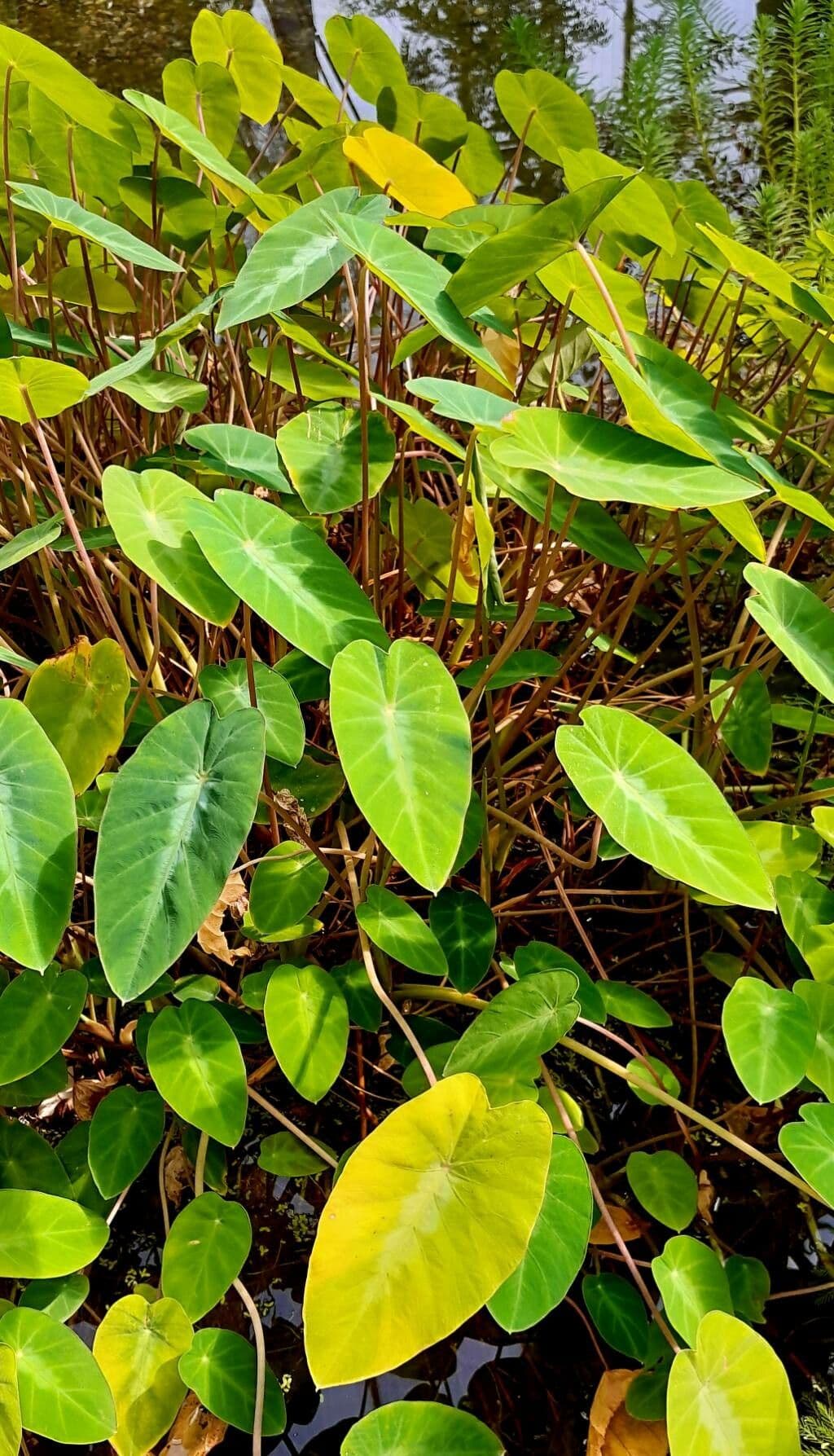 Taro 2