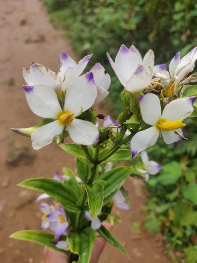 Exacum 3