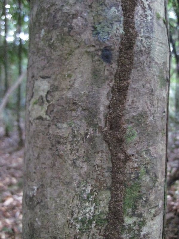 Mouriri 6