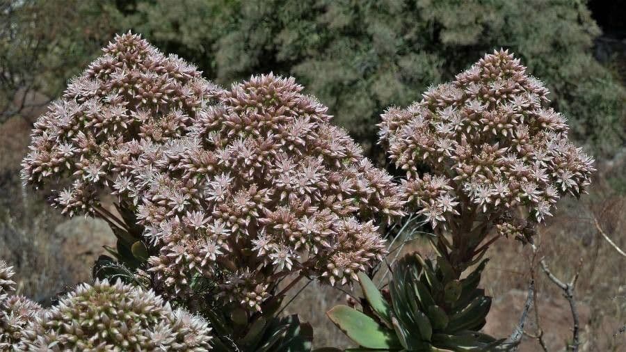 Aeonium percarneum