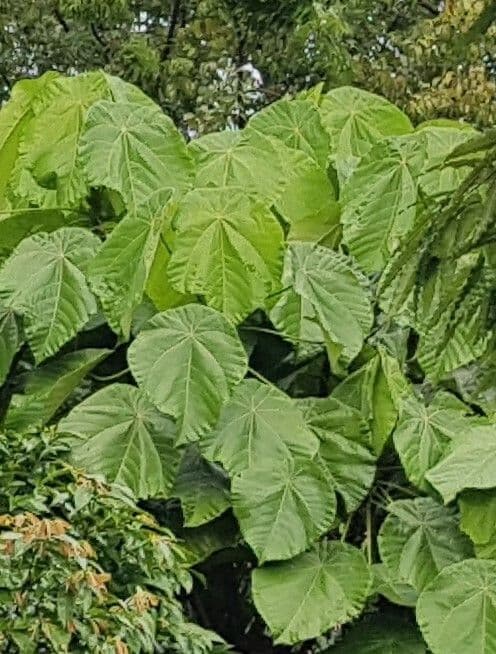 Macaranga 4