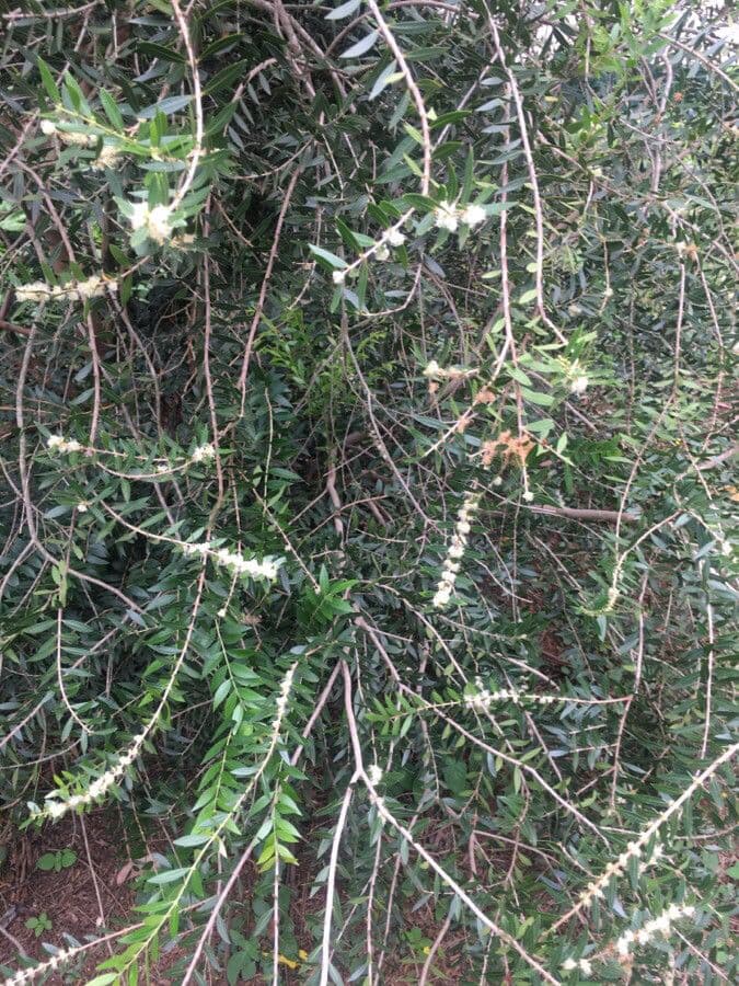 Myrciaria delicata 5