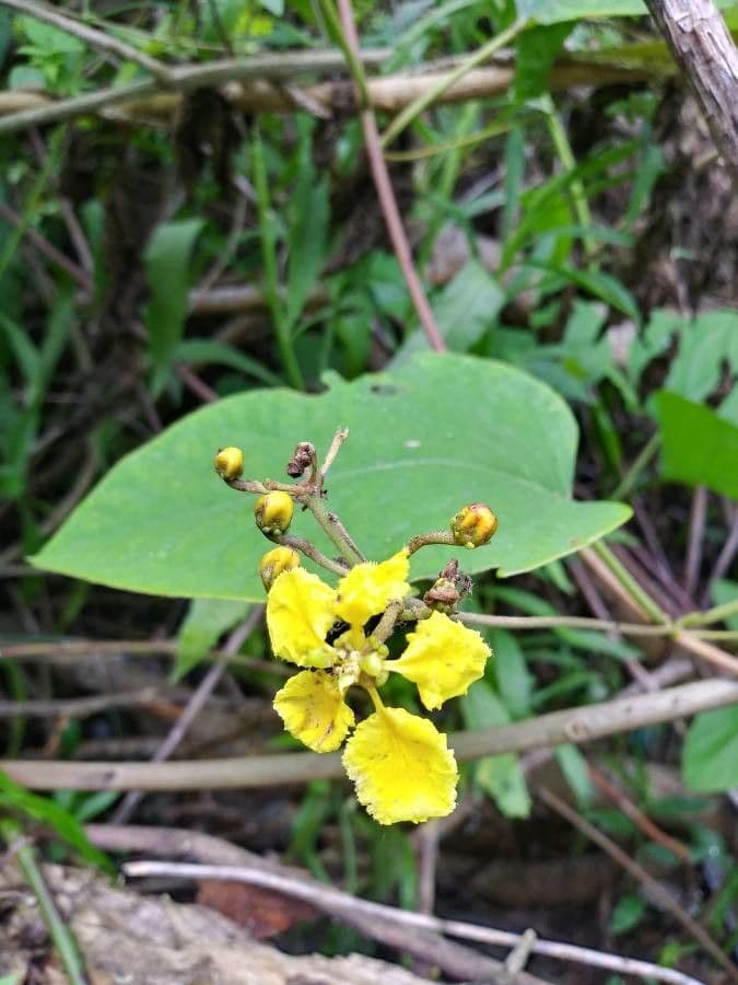 Stigmaphyllon 5