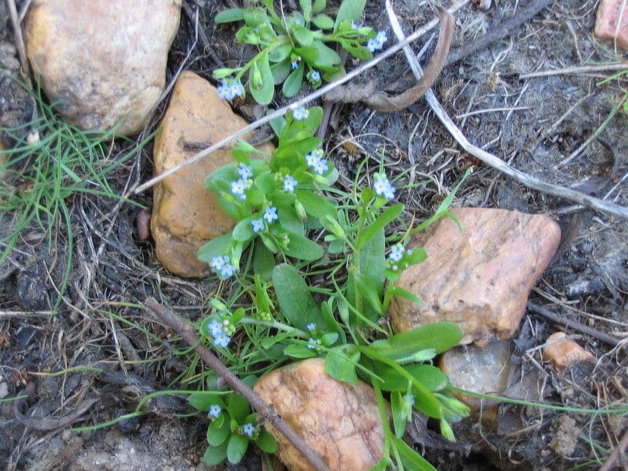 Miosotide siciliana 11