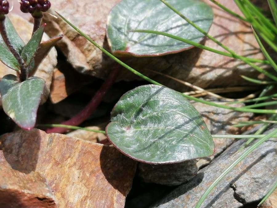 Ranuncolo del Parnaso 17