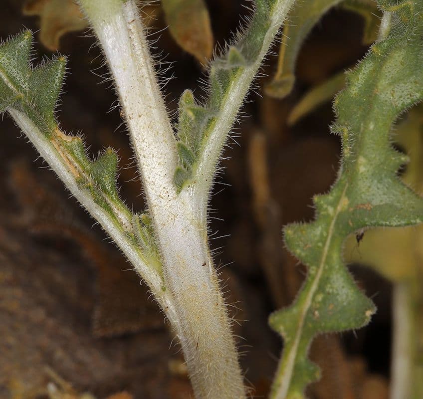Mentzelia involucrata 12