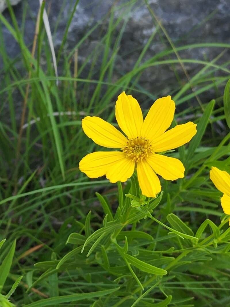 Coreopsis palmata 4