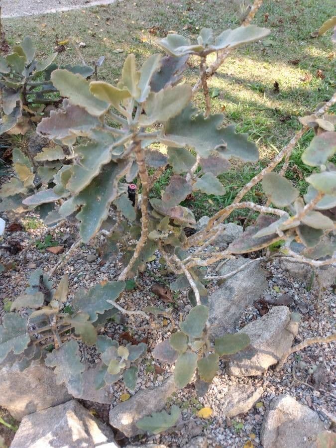 Donkey's ear 9