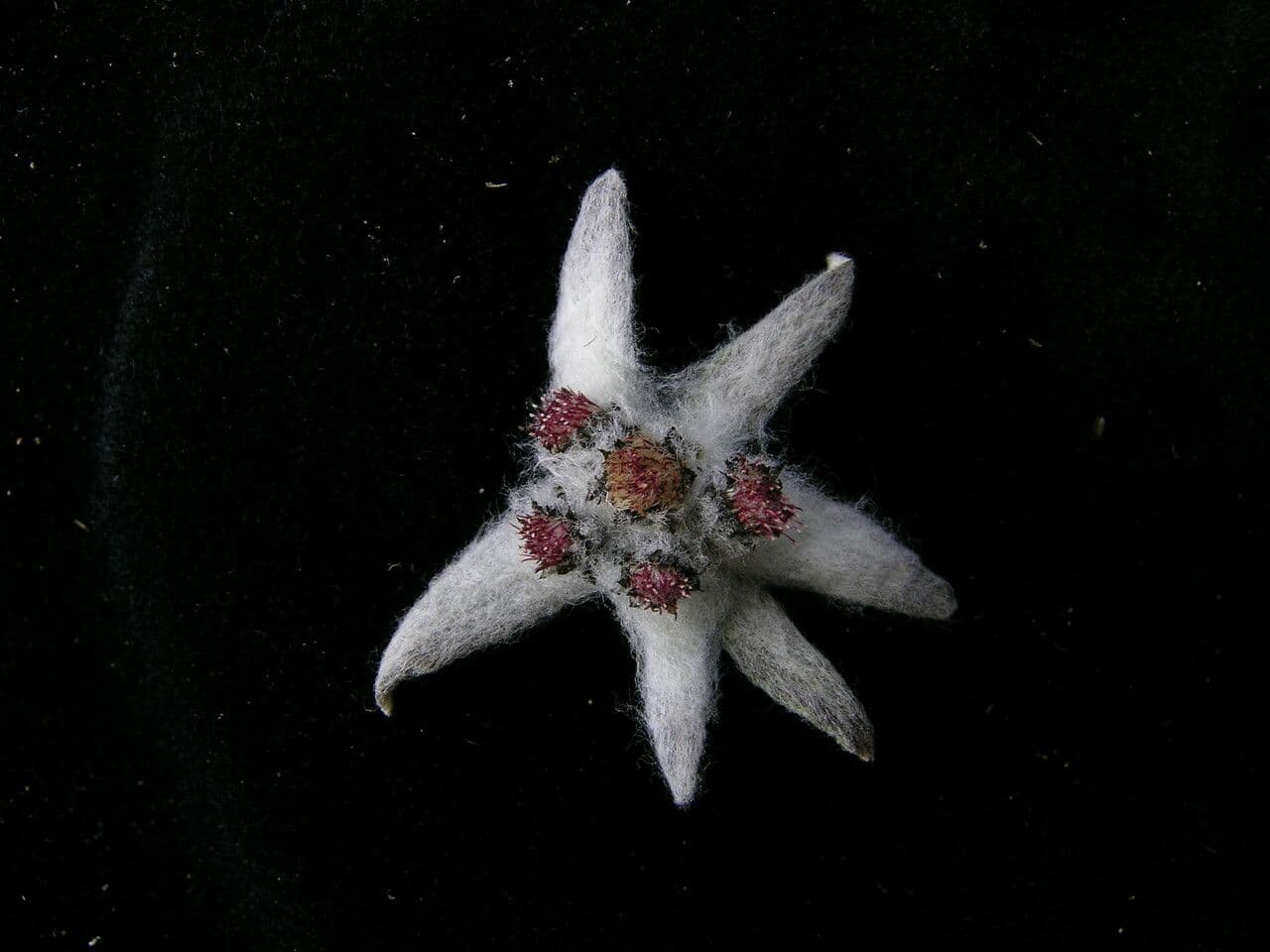 Edelweiss