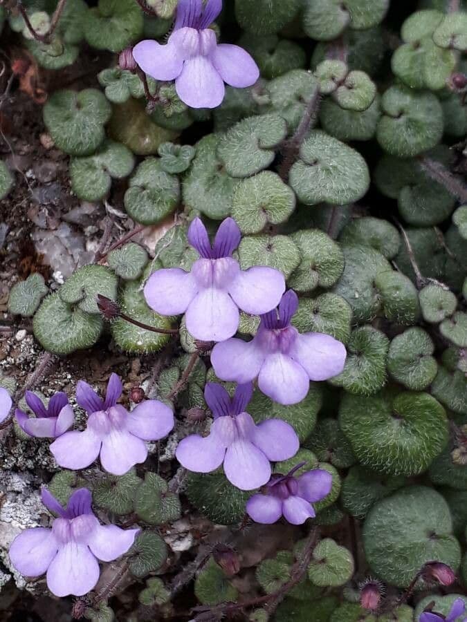 Cimbalaria 4