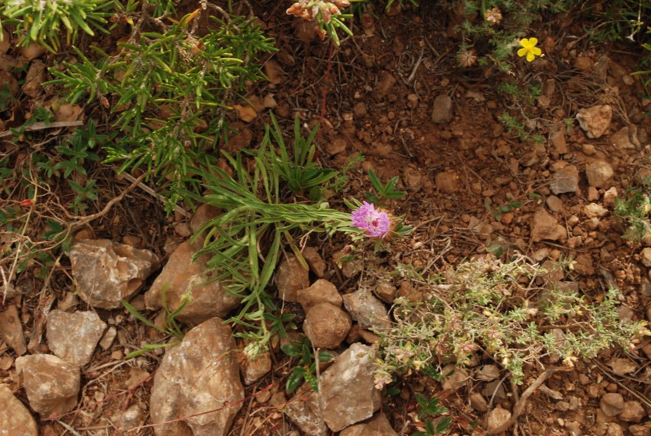Leinblättrige Flockenblume 6
