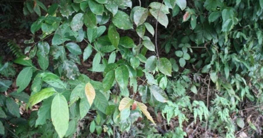 Whitfordiodendron