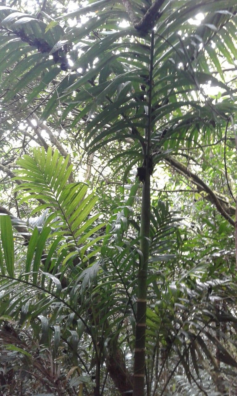 Dypsis 2