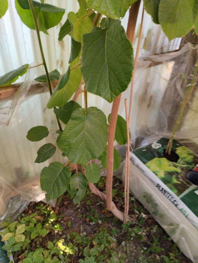 Kiwi dorato 21