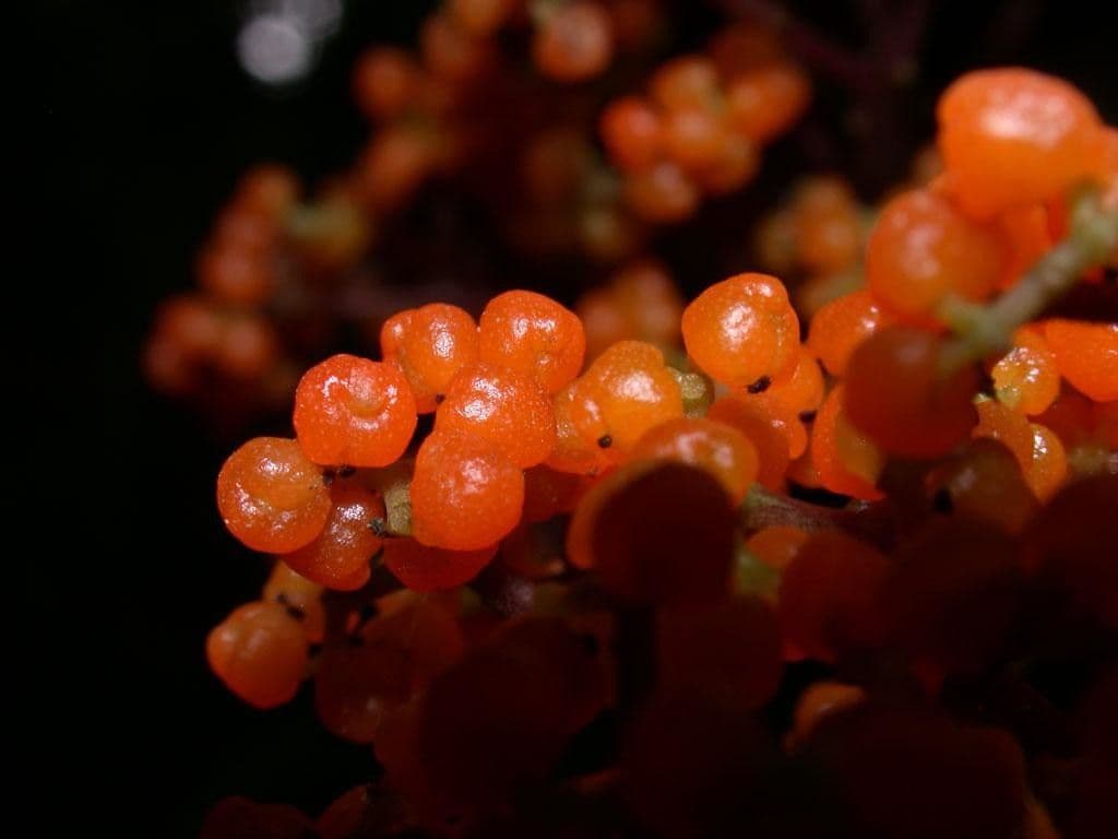 Urera simplex 3