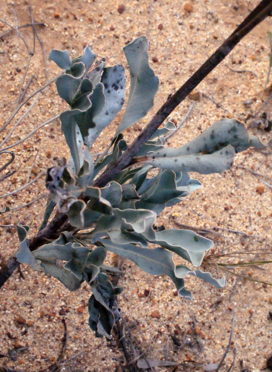 Grevillea 12