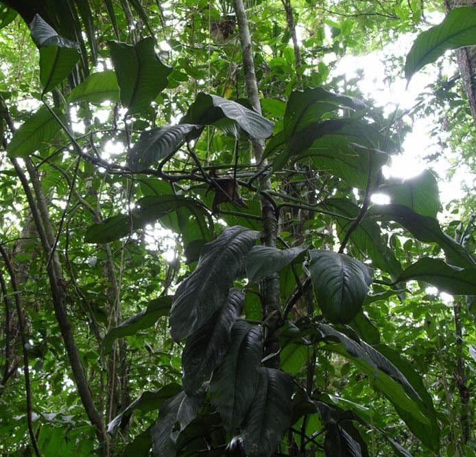 Rhodospatha