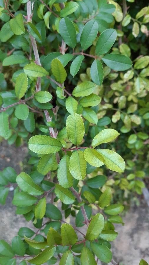 Macartney-Rose 5