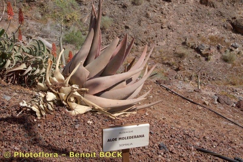 Aloe
