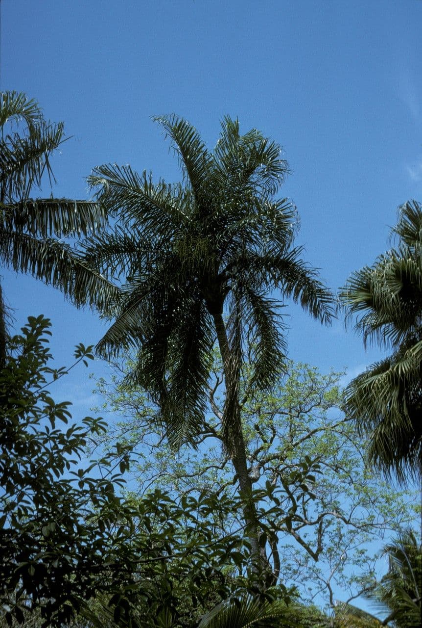Dypsis