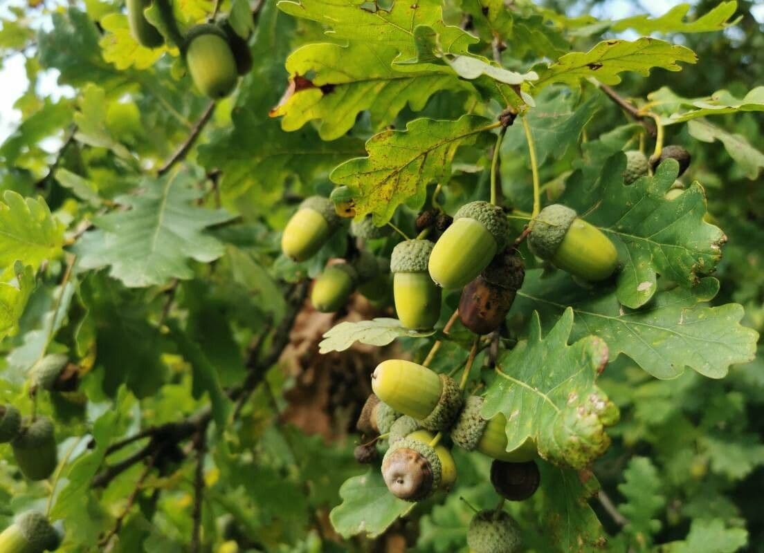 Quercia comune