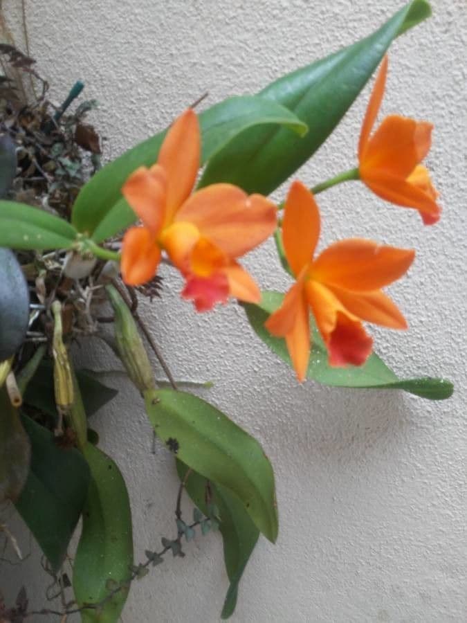 Prosthechea vitellina 2