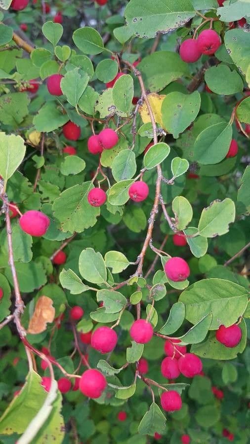 Cotoneaster